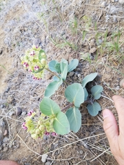 Asclepias cryptoceras davisii