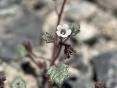 Phacelia barnebyana
