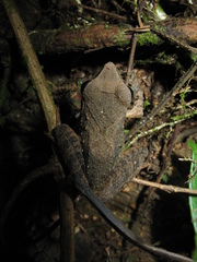 Craugastor raniformis