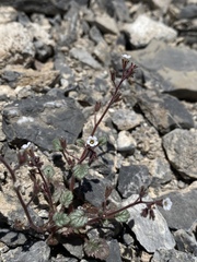 Phacelia barnebyana