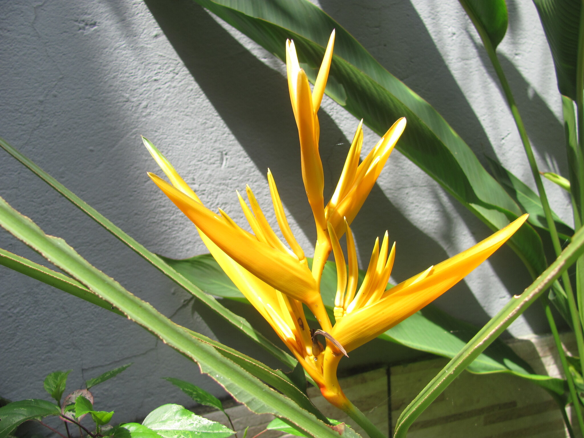 Heliconia × rauliniana Barreiros 2