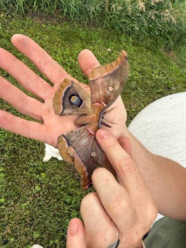 Polyphemus Moth