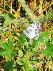 Melanargia titea