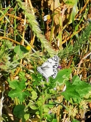 Melanargia titea