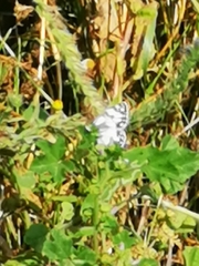 Melanargia titea