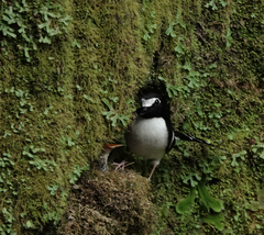 Enicurus immaculatus