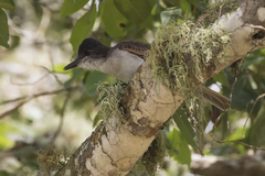 Tyrannus caudifasciatus gabbii