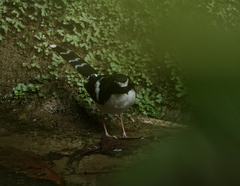 Enicurus immaculatus