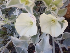 Calystegia malacophylla