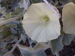 Calystegia malacophylla