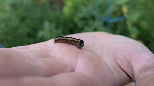 Yellow-striped Armyworm Moth