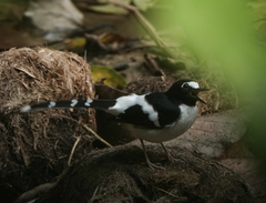 Enicurus immaculatus