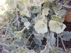 Calystegia malacophylla
