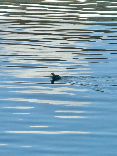 iNaturalist image