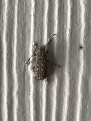 Phoenicobiella chamaeropis