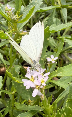Garden Whites