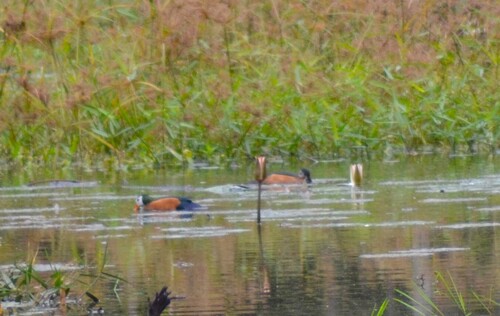 African Pygmy-Goose