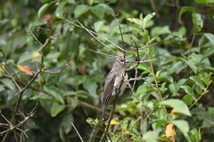 Urocolius macrourus