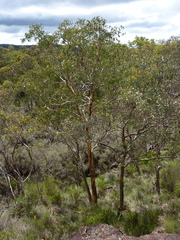 Eucalyptus prava