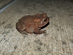 Anaxyrus americanus charlesmithi