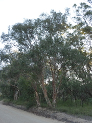 Eucalyptus interstans