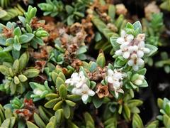 Pimelea prostrata