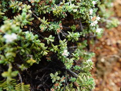 Pimelea prostrata