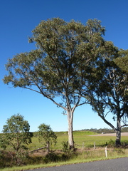 Eucalyptus amplifolia sessiliflora