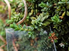 Pimelea prostrata