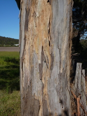 Eucalyptus amplifolia sessiliflora