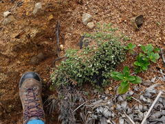 Pimelea prostrata