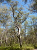 Eucalyptus scias apoda - Photo (c) Dean Nicolle, algunos derechos reservados (CC BY-NC), subido por Dean Nicolle