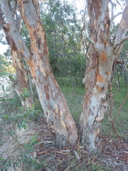 Eucalyptus interstans