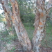 Eucalyptus interstans - Photo (c) Dean Nicolle, some rights reserved (CC BY-NC), uploaded by Dean Nicolle