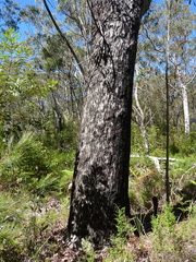 Eucalyptus scias apoda
