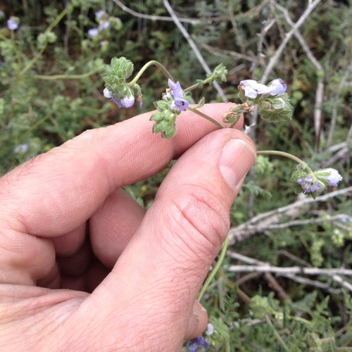 Distant phacelia (Phacelia distans)