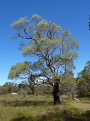 Eucalyptus acaciiformis