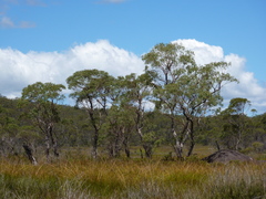 Eucalyptus acaciiformis