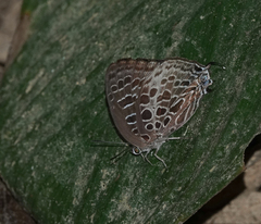 Arhopala dispar