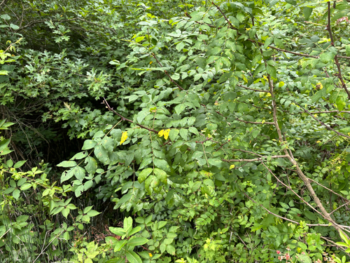 iNaturalist observation photo of northern prickly ash