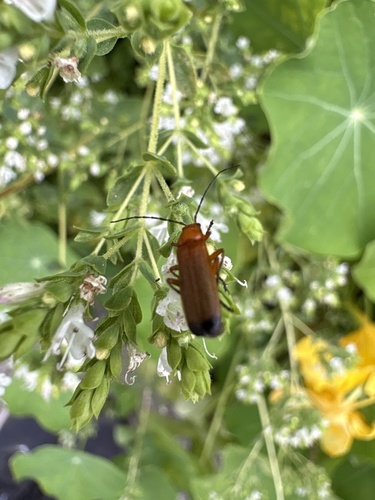 Common Red Soldier Beetle