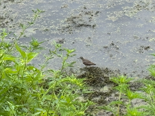 iNaturalist observation photo of Solitary Sandpiper