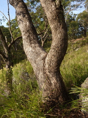 Eucalyptus malacoxylon