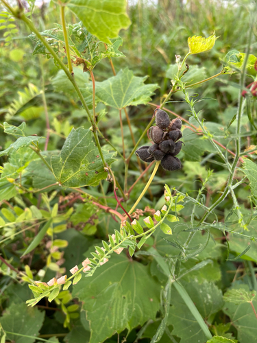 iNaturalist observation photo of Chickpea Milkvetch