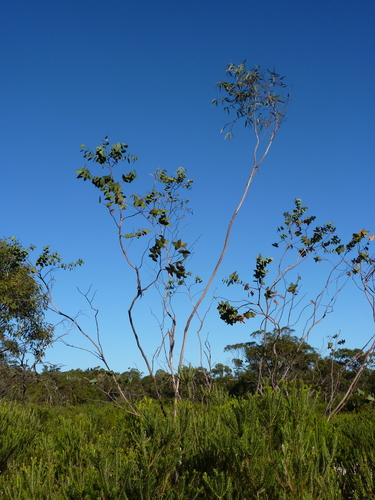 Ettrema Mallee (Eucalyptus sturgissiana)