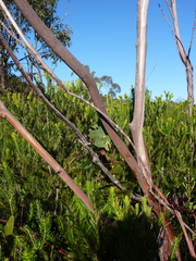 Eucalyptus sturgissiana