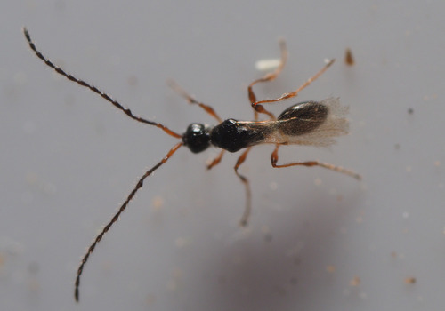 Trichopria observed 2026-07-12