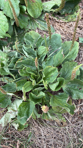 greater plantain