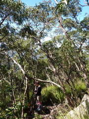 Eucalyptus baeuerlenii