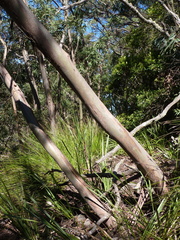 Eucalyptus baeuerlenii